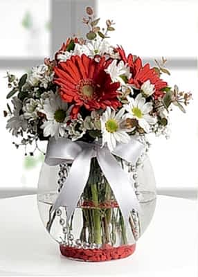 Papatya Gerbera Aşkı