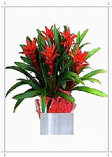 Vip Guzmania